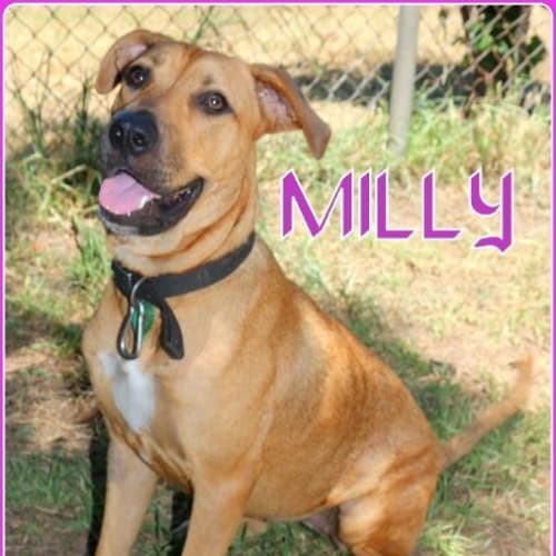 Milly