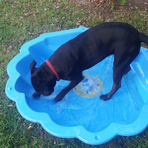 Poppy ~ Shar Pei x Staffy (on trial 17/03/16)