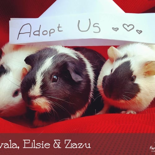 Avala, Elsie & Zazu. 