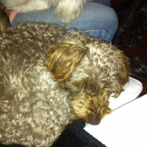Ferris (Adoption in progress)