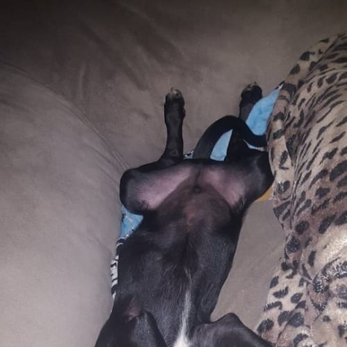 Chico