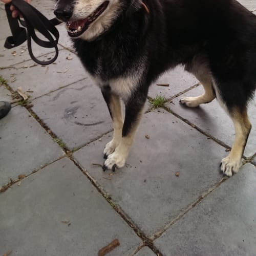 Buster ID: 30468