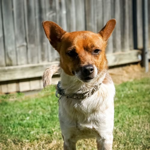 Rusty