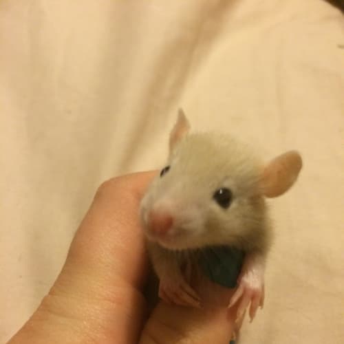 Remus