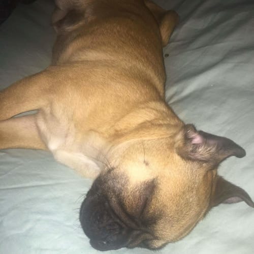 Pugsley