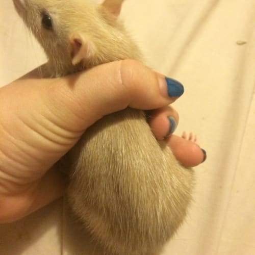 Remmington 