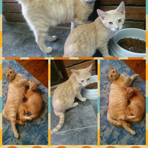 Ryder(Cat/Dog/Child Friendly)