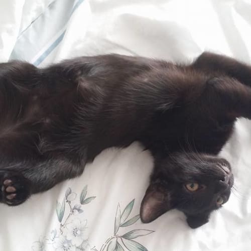 Chat