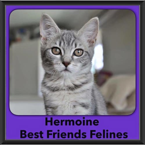 Hermoine
