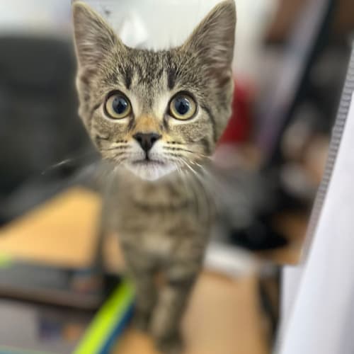 Kitty