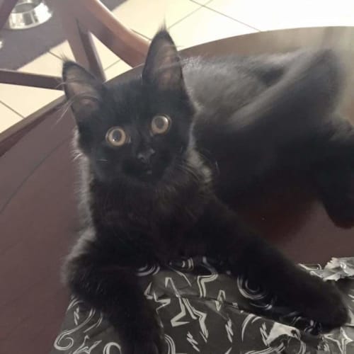 Pepper