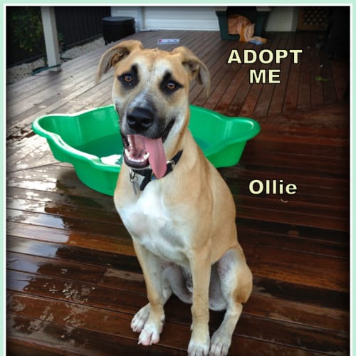 Ollie ~ Mastiff x Great Dane (On Trial 30/4/16)