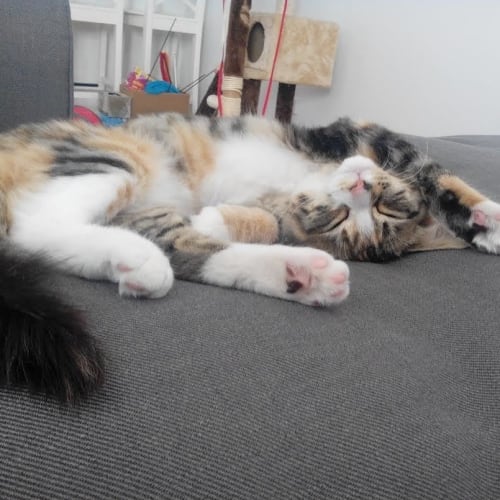 Tigerlily