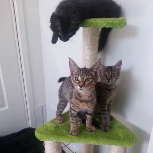 Squeak *Adoption Pending*