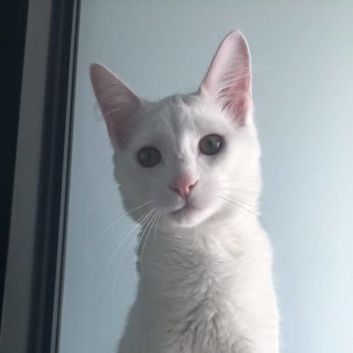 Casper