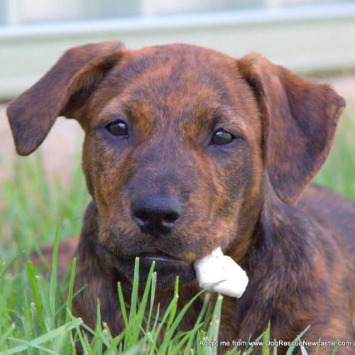 Lana ~ Rotti x Lab x Ridge x Kelpie (Trial 3/4/16)