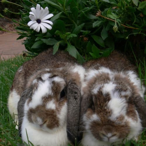 Lizzie & Lorrie •*Adopt Us*• 🐰We are perfect🐰