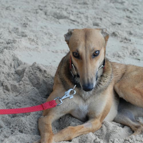 “Goldie”, Our Golden Girl. Gold Coast