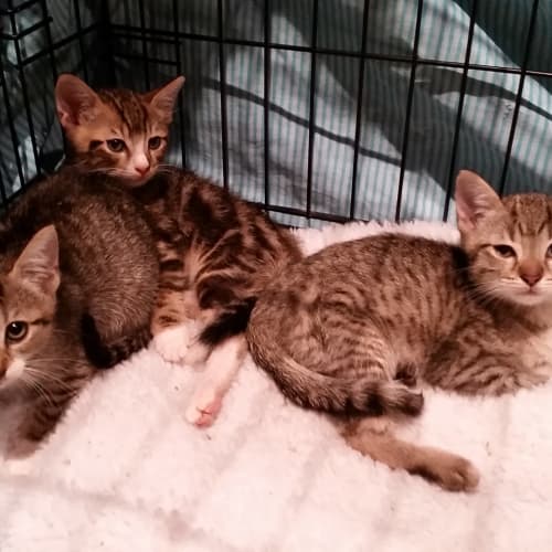 CnP Rescue Kitten - Silvy
