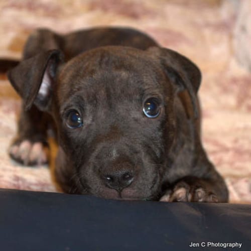 Rocky a smart funny puppy