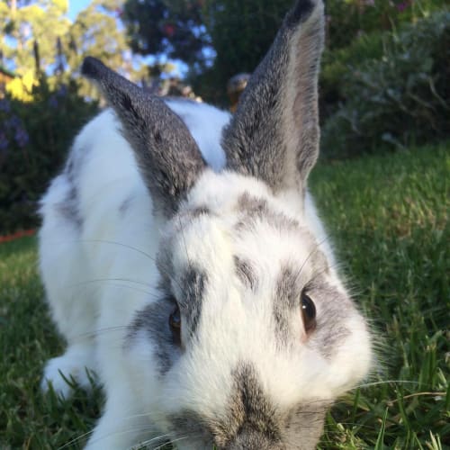 Darcy