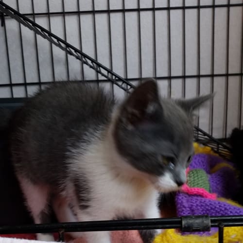 CnP Rescue Kitten - Hissie Boy