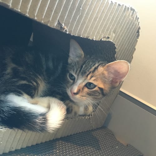 Toasty @ The Pet House Erina