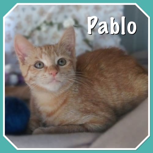 Pablo