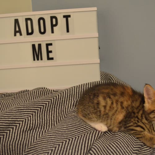 Pepper