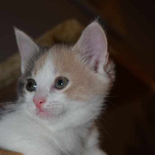 Cleo