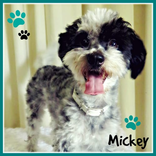 Mickey