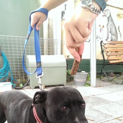 Pebbles ID: 12216