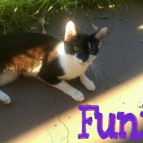Funii