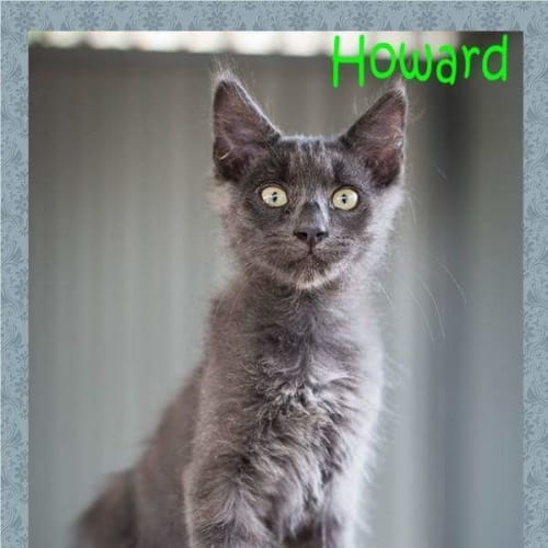 Howard