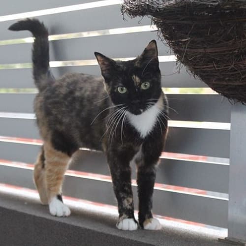 Cleopatra (Located in Northcote)**$50 Adoption**