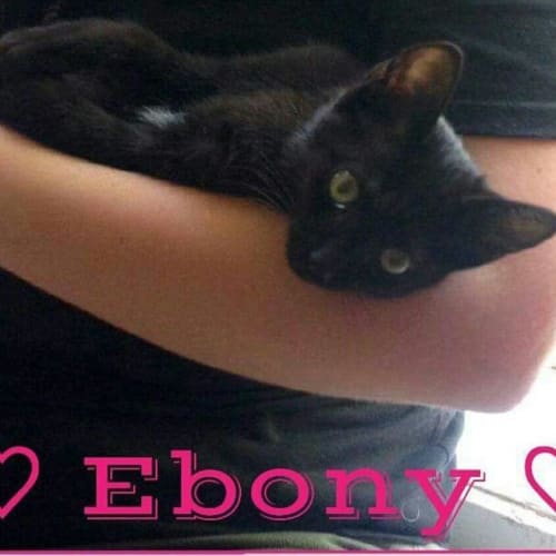Ebony  