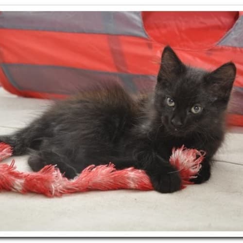 Liquorice