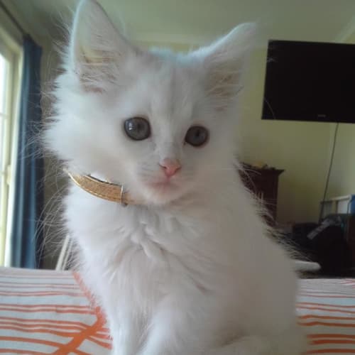 Alice