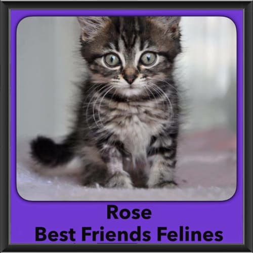 Rose