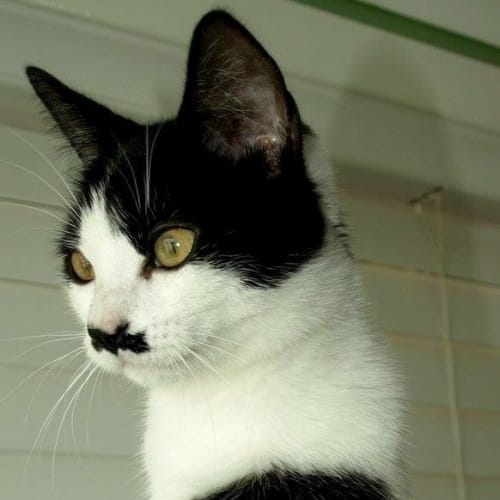 Maisy