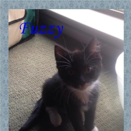 Fuzzy