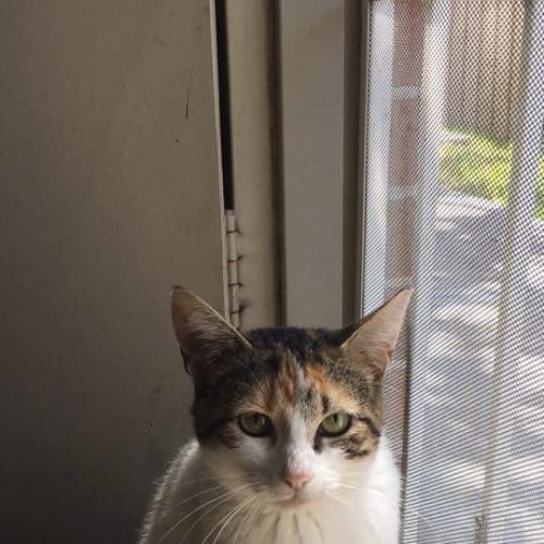 Precious **2nd Chance Cat Rescue**