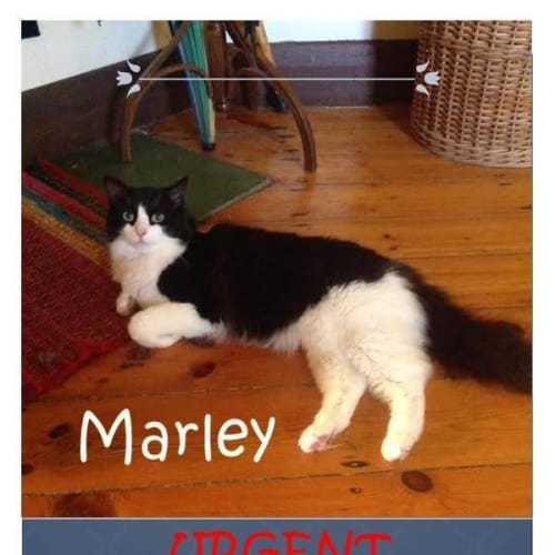 Marley