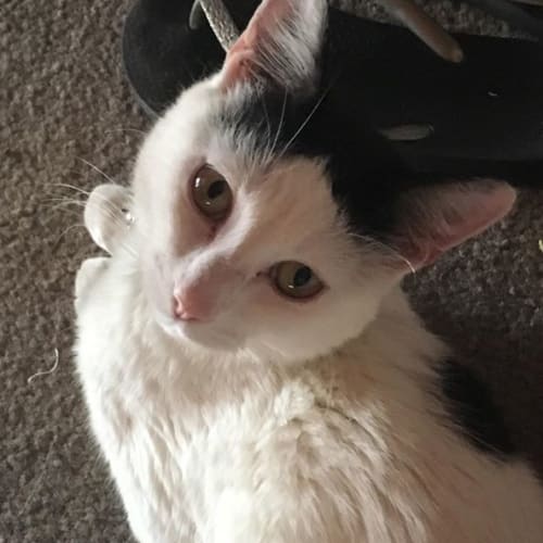 Valentino