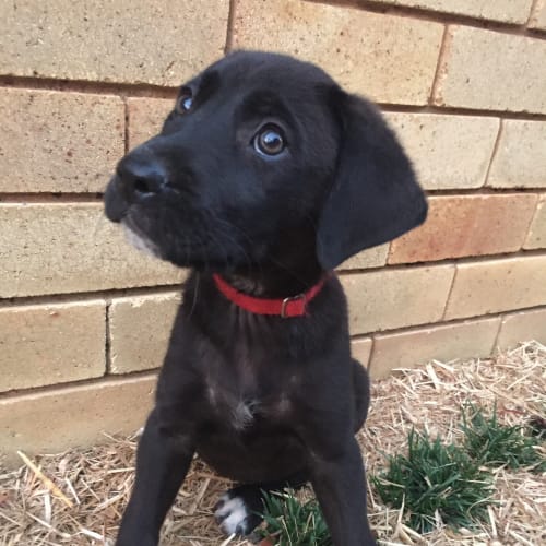 Iluka