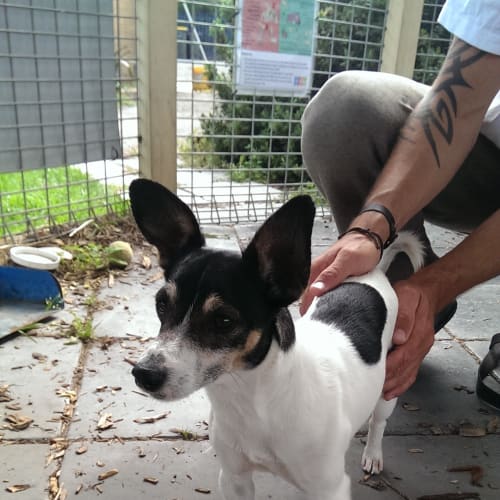 Brodie ID: 30506
