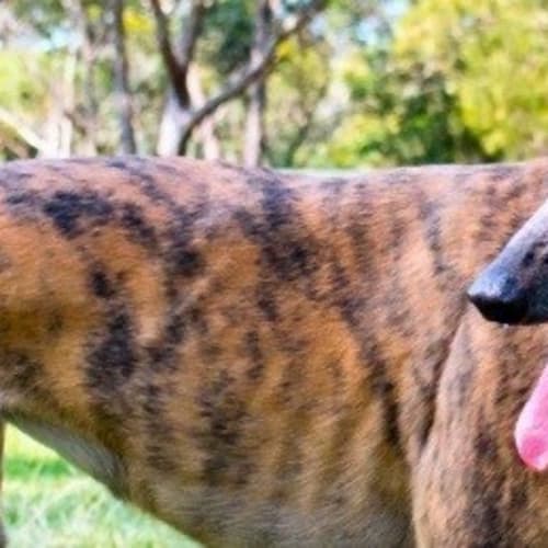 Saffie is checking out her new home