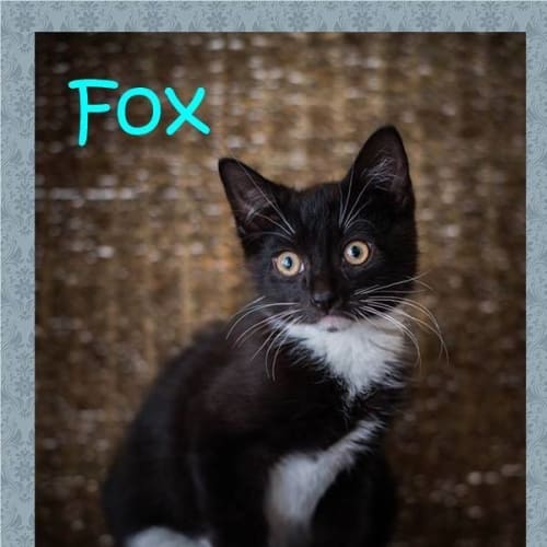 Fox