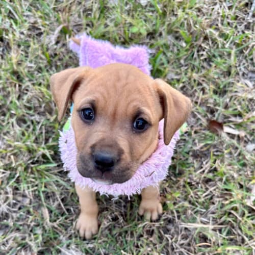 Mabel