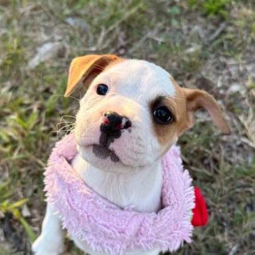 Maggie